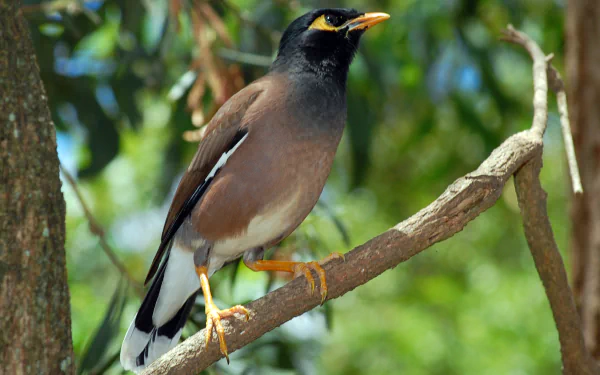 HD desktop wallpaper featuring a close-up of a myna bird perched on a tree branch amidst a blurred green natural background.
