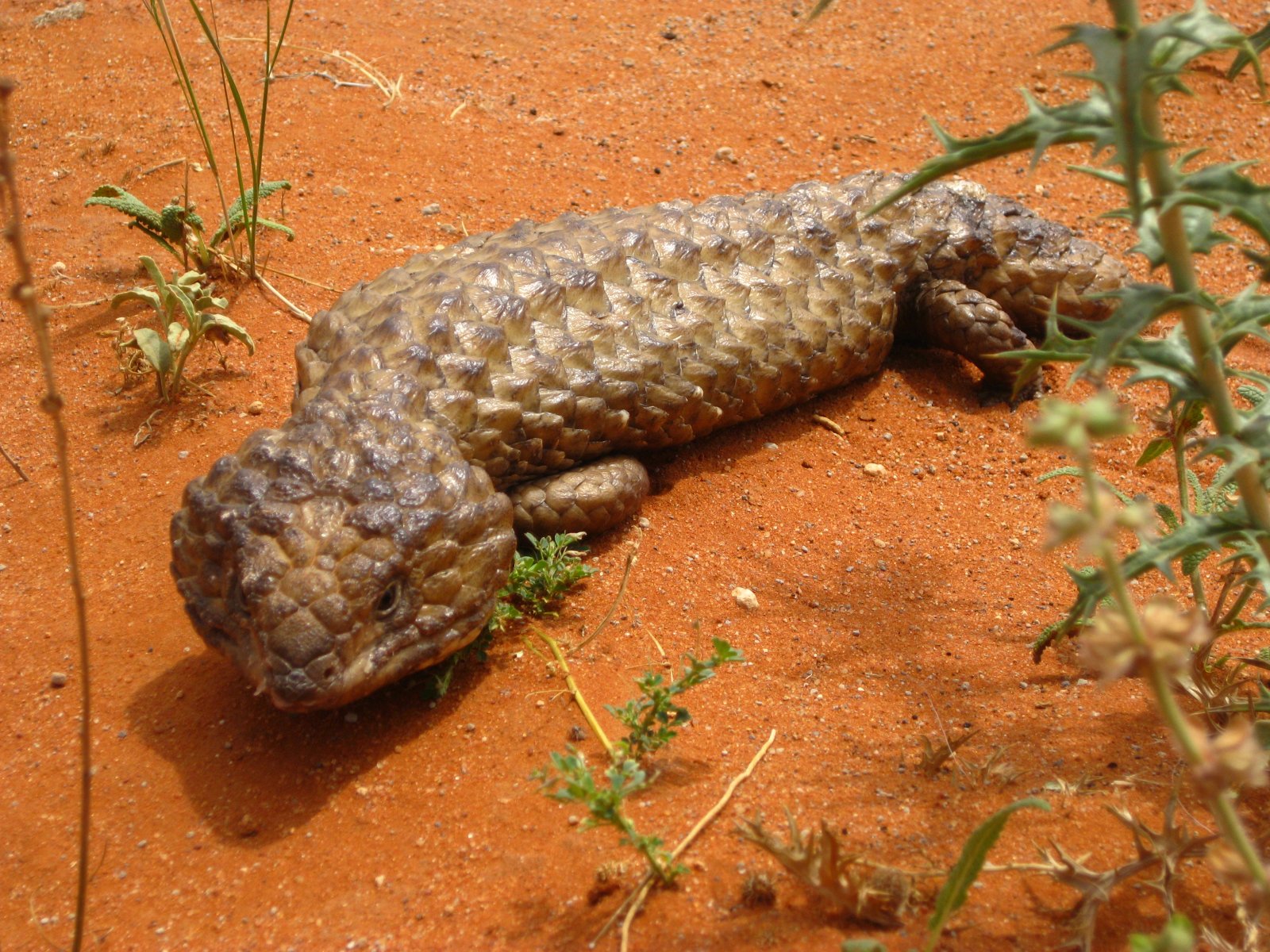 Animal Shingleback Wallpaper