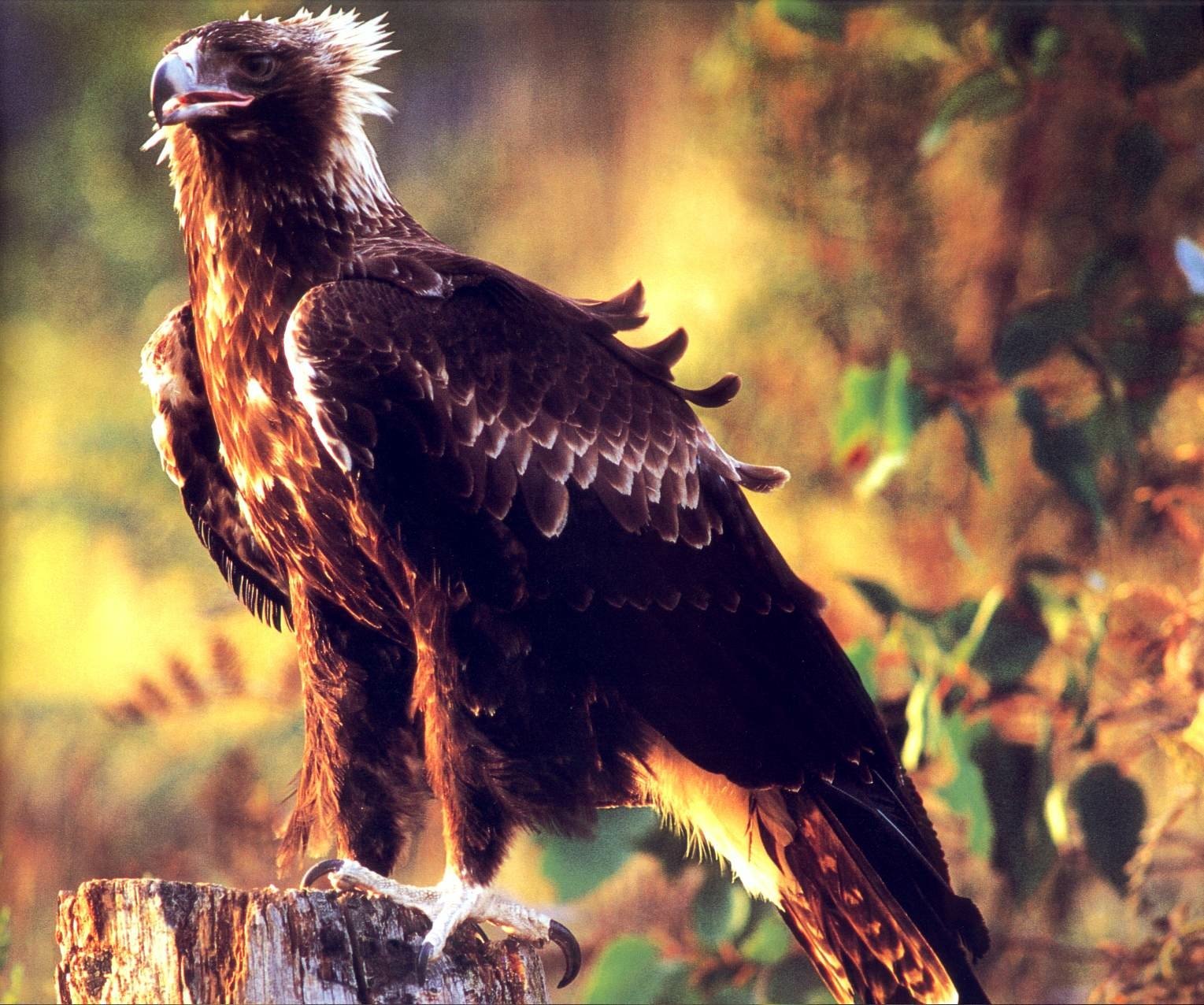 Wedge Tailed Eagle Wallpaper