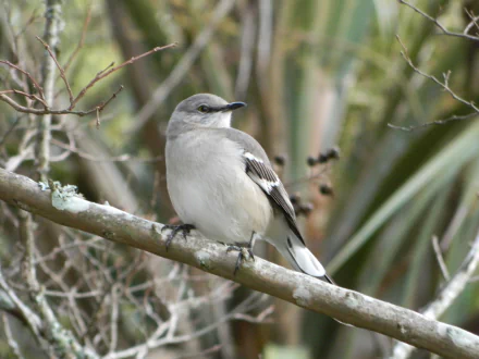 bird Animal Mockingbird HD Desktop Wallpaper | Background Image