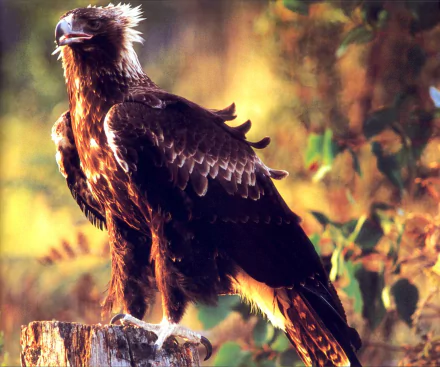 bird Animal wedge tailed eagle HD Desktop Wallpaper | Background Image