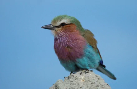 A colorful roller bird perched on a rock, showcasing vibrant plumage against a clear blue sky. This stunning image makes for an impressive HD desktop wallpaper and background.