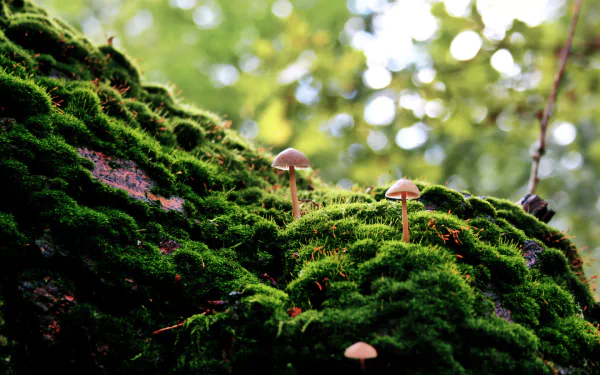 HD desktop wallpaper featuring small mushrooms growing on a vibrant green moss-covered tree branch in a forest.