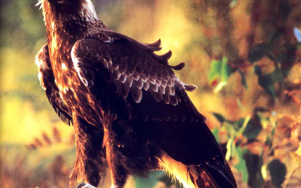 bird Animal wedge tailed eagle HD Desktop Wallpaper | Background Image