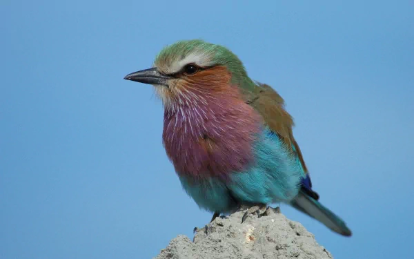 A colorful roller bird perched on a rock, showcasing vibrant plumage against a clear blue sky. This stunning image makes for an impressive HD desktop wallpaper and background.