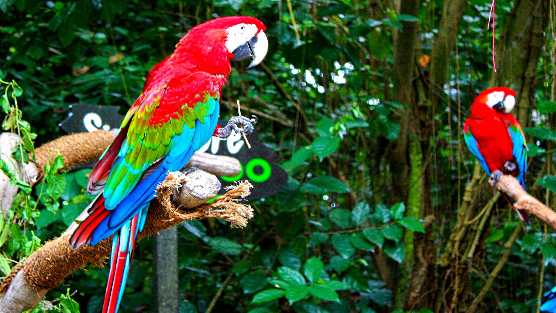 Animal Red-and-green Macaw HD Wallpaper | Background Image
