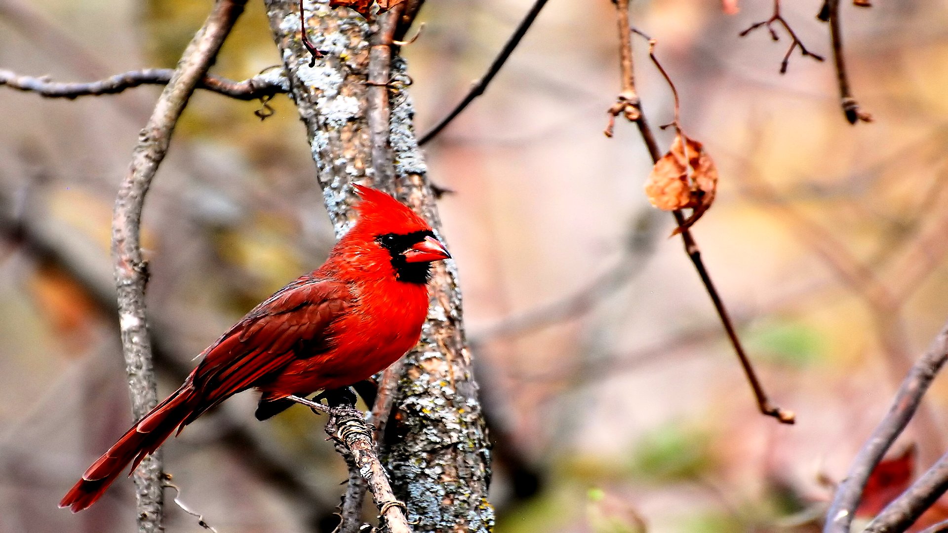 Cardinal HD Wallpaper | Background Image | 1920x1080