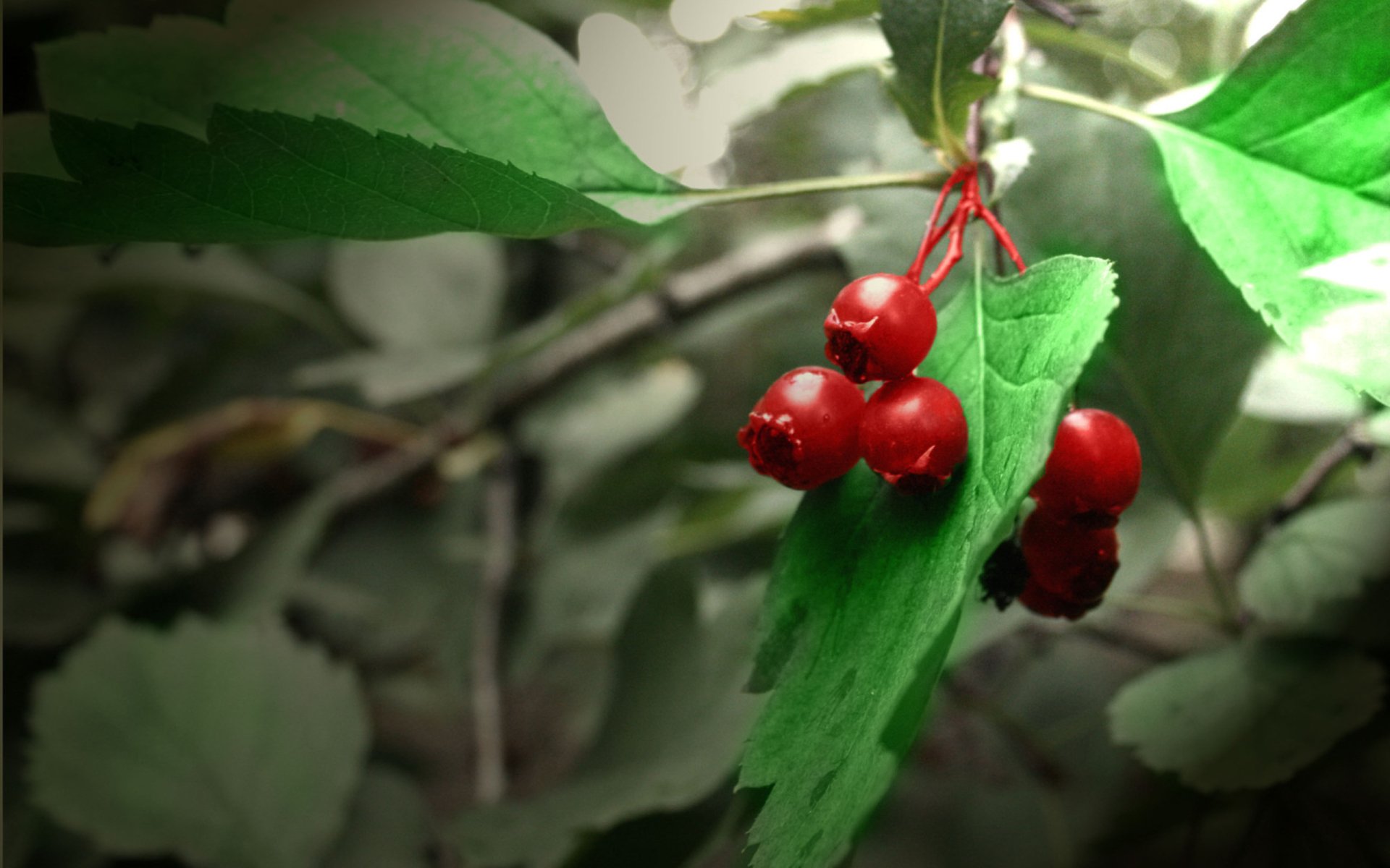 HD desktop wallpaper showing vibrant red berries hanging from a green leafy plant in a natural outdoor setting.