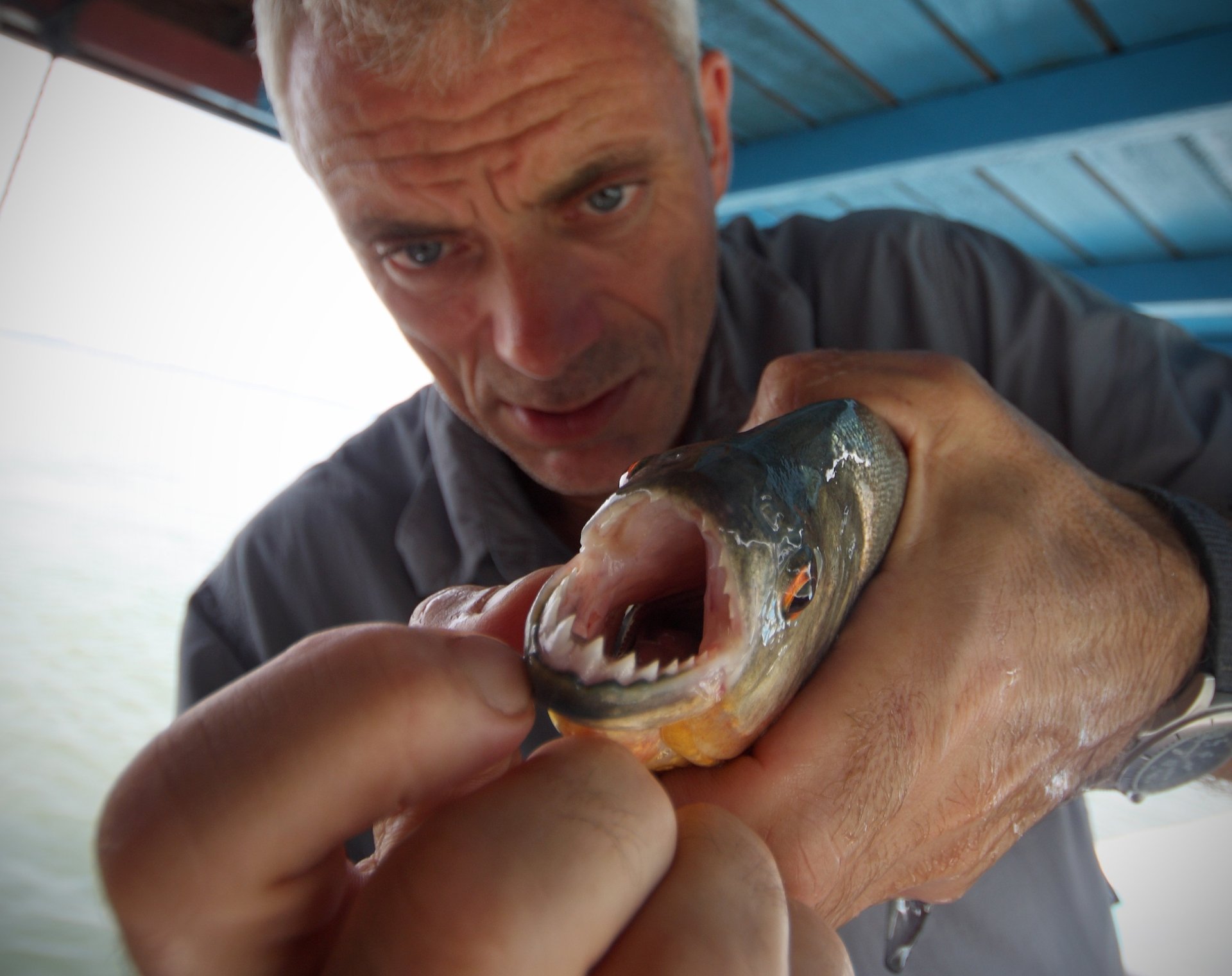 Close-up of a man holding a fierce-looking fish with sharp teeth, featured in the TV show River Monsters, shown in HD for a PC desktop wallpaper and background.