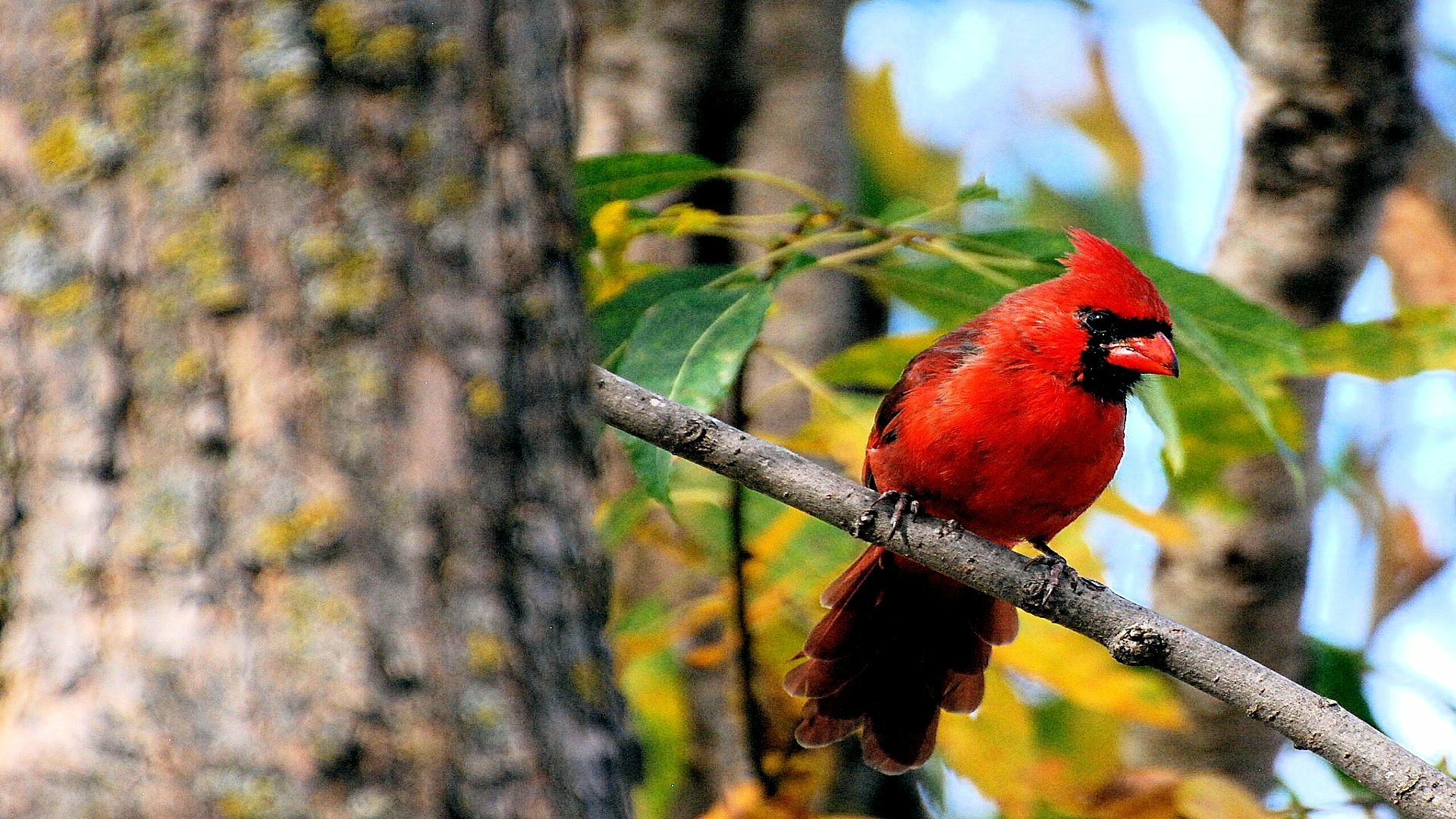 Download Animal Cardinal HD Wallpaper