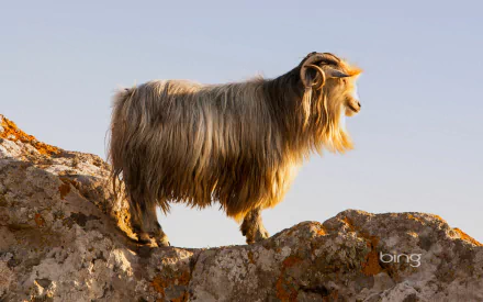 A majestic goat stands atop a rocky outcrop, showcasing its shaggy fur against a clear sky, making for a captivating HD desktop wallpaper and background.