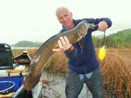 Angler holding a large catfish in marshy water; River Monsters TV show themed 2K Quad HD PC desktop wallpaper/background.