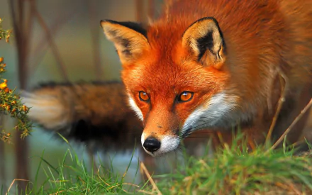 HD desktop wallpaper featuring a close-up of a fox with vibrant reddish fur and alert eyes, set against a natural outdoor background with greenery.