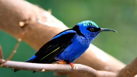 Vibrant blue and black honeycreeper perched on a branch, captured in high definition for a striking PC desktop wallpaper and background.
