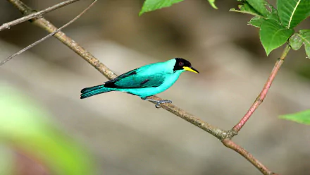 HD desktop wallpaper of a vibrant turquoise honeycreeper bird perched on a branch, surrounded by green leaves.