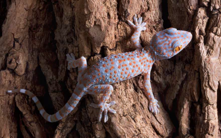 Close-up of a tokay gecko with bright blue and orange markings on textured bark, captured in 4K Ultra HD for a vivid PC desktop wallpaper.