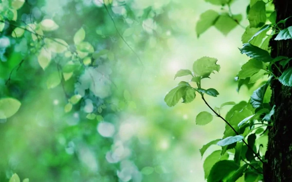 Close-up of lush green leaves and branches with a soft-focus background, showcasing tranquil nature. This HD image is a beautiful desktop wallpaper and background.