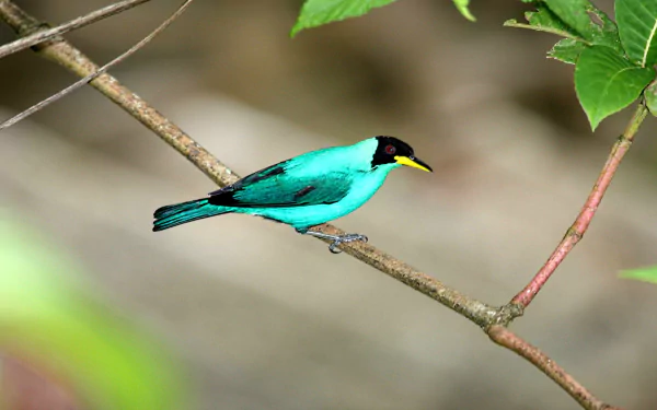 HD desktop wallpaper of a vibrant turquoise honeycreeper bird perched on a branch, surrounded by green leaves.