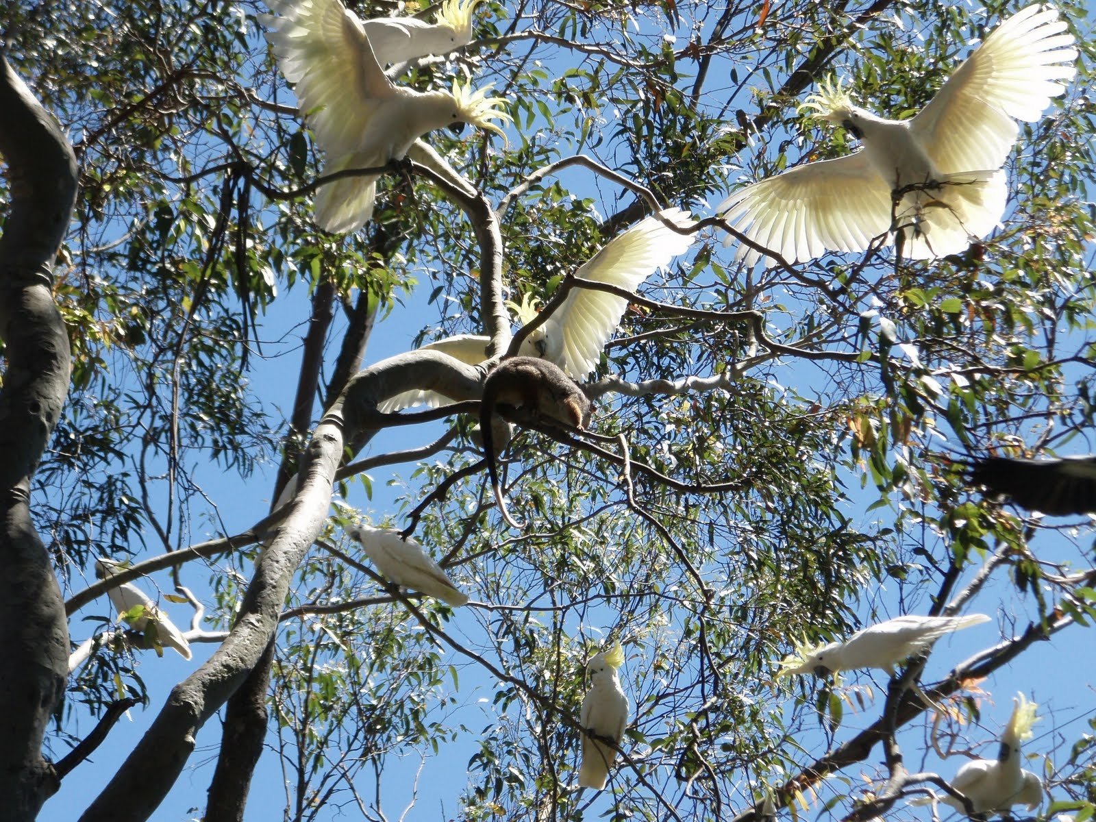 Download Possum Animal Sulphur-crested Cockatoo Wallpaper