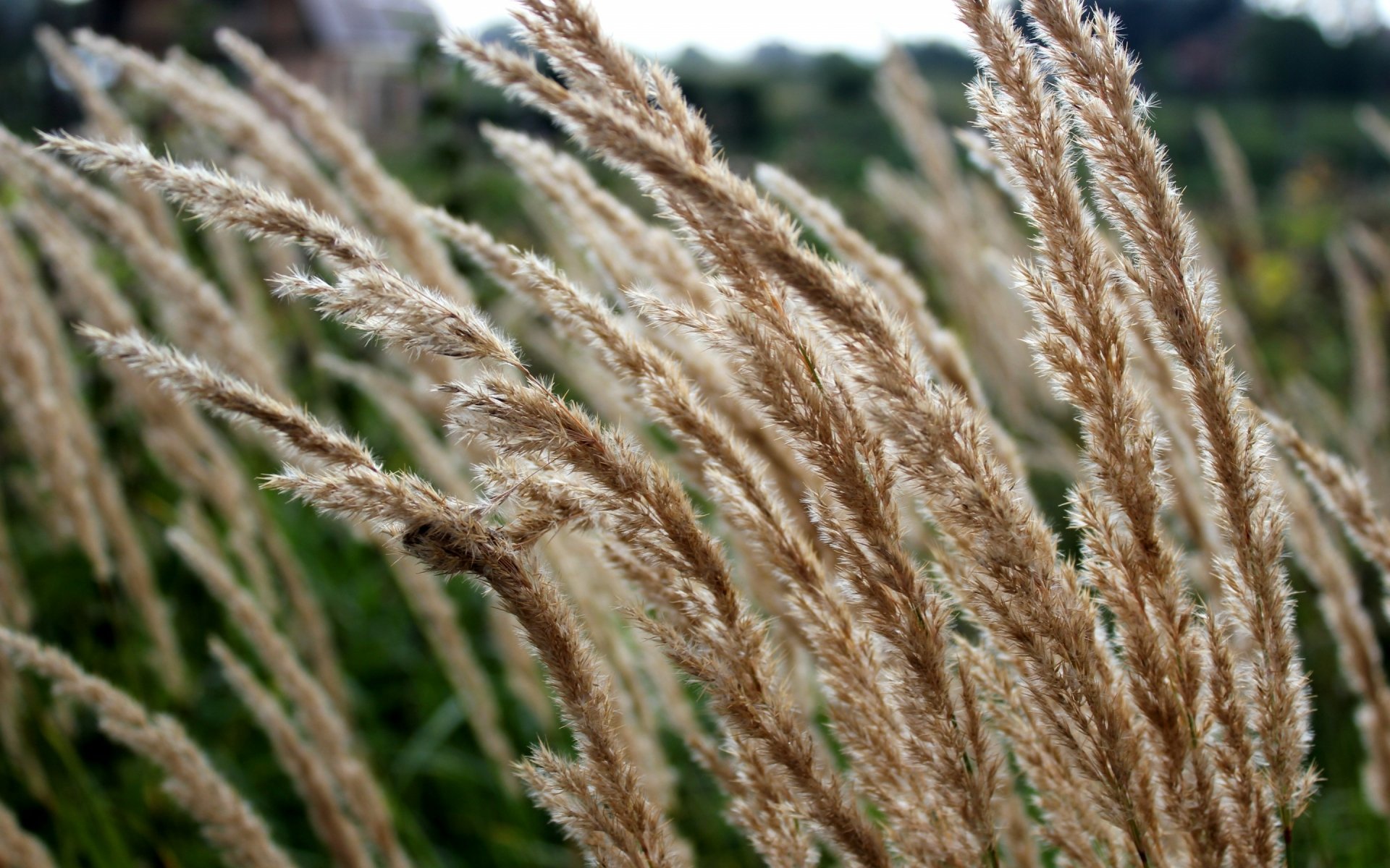 Download Nature Grass HD Wallpaper