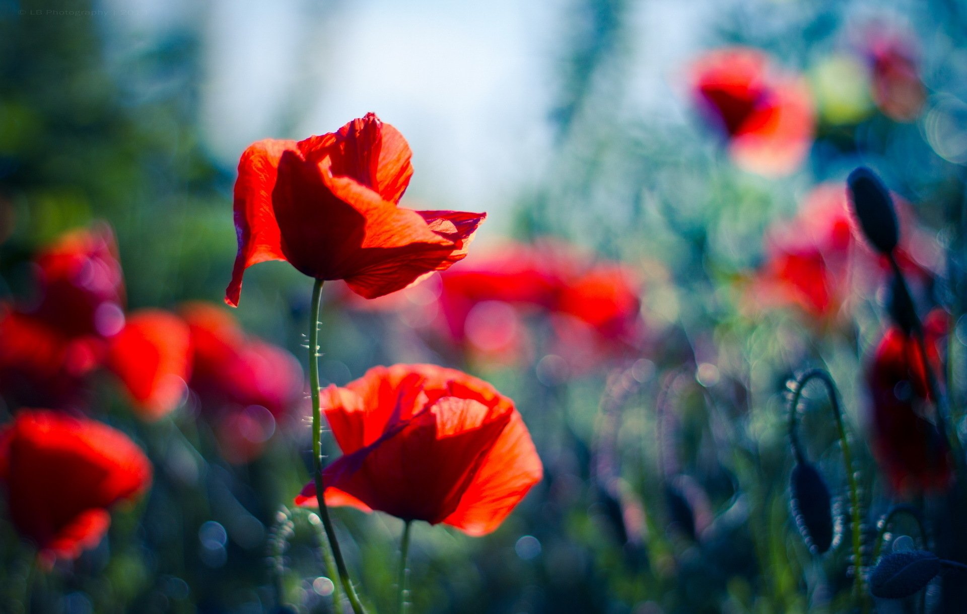 Poppy HD Wallpaper | Background Image | 1920x1220