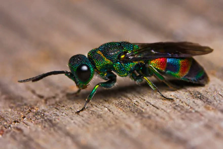 wasp Animal Cuckoo Wasp HD Desktop Wallpaper | Background Image