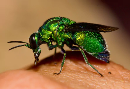 wasp Animal Cuckoo Wasp HD Desktop Wallpaper | Background Image