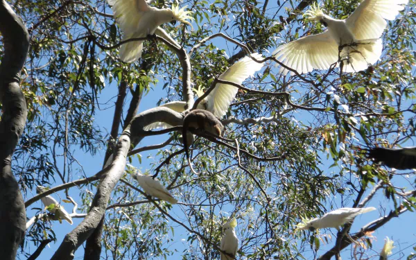  possum and cockatoo's