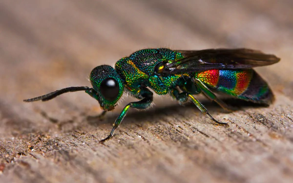 wasp Animal Cuckoo Wasp HD Desktop Wallpaper | Background Image