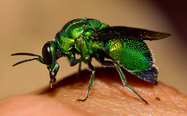 wasp Animal Cuckoo Wasp HD Desktop Wallpaper | Background Image