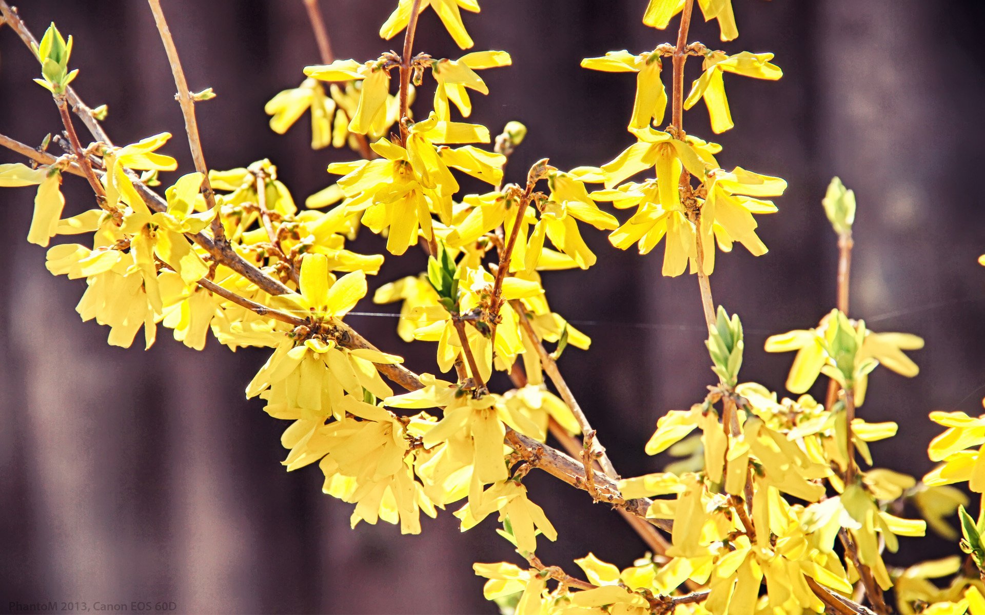 Nature Blossom HD Wallpaper