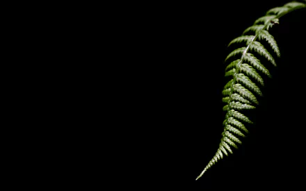nature fern HD Desktop Wallpaper | Background Image
