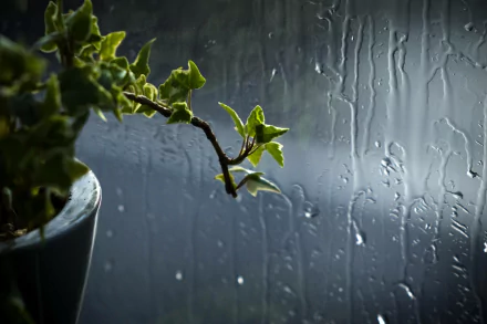 nature plant HD Desktop Wallpaper | Background Image