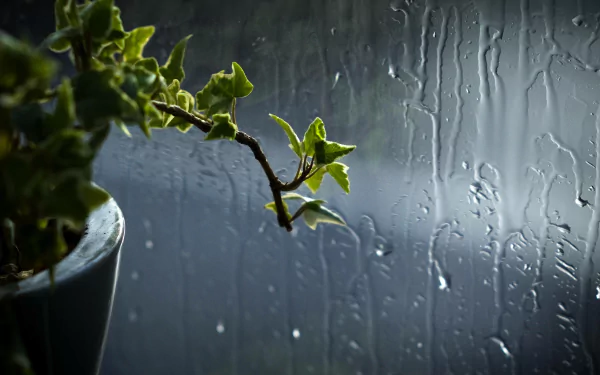 nature plant HD Desktop Wallpaper | Background Image