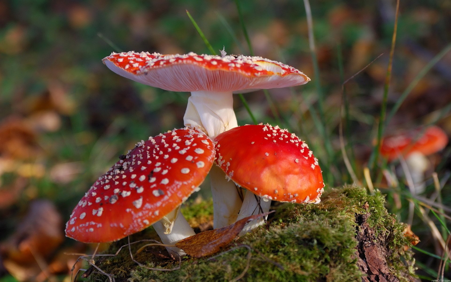 Mushroom HD Wallpaper