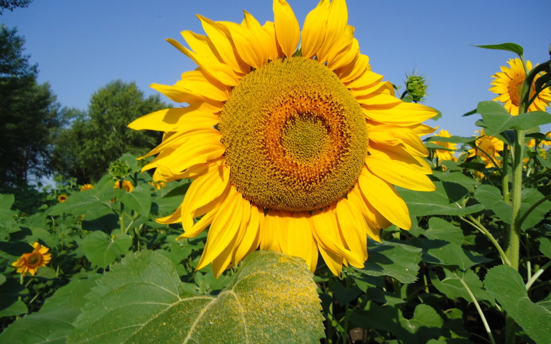 Vibrant close-up of a sunflower in a green field under a clear blue sky. 2K Quad HD PC desktop wallpaper/background — nature, sunflower.