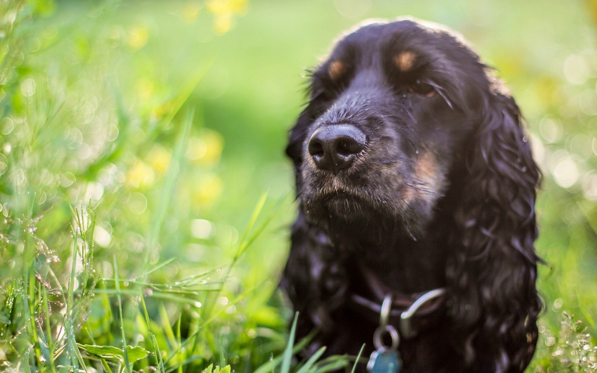 HD desktop wallpaper featuring a black cocker spaniel sitting calmly in a sunlit green meadow with soft-focus yellow flowers in the background.