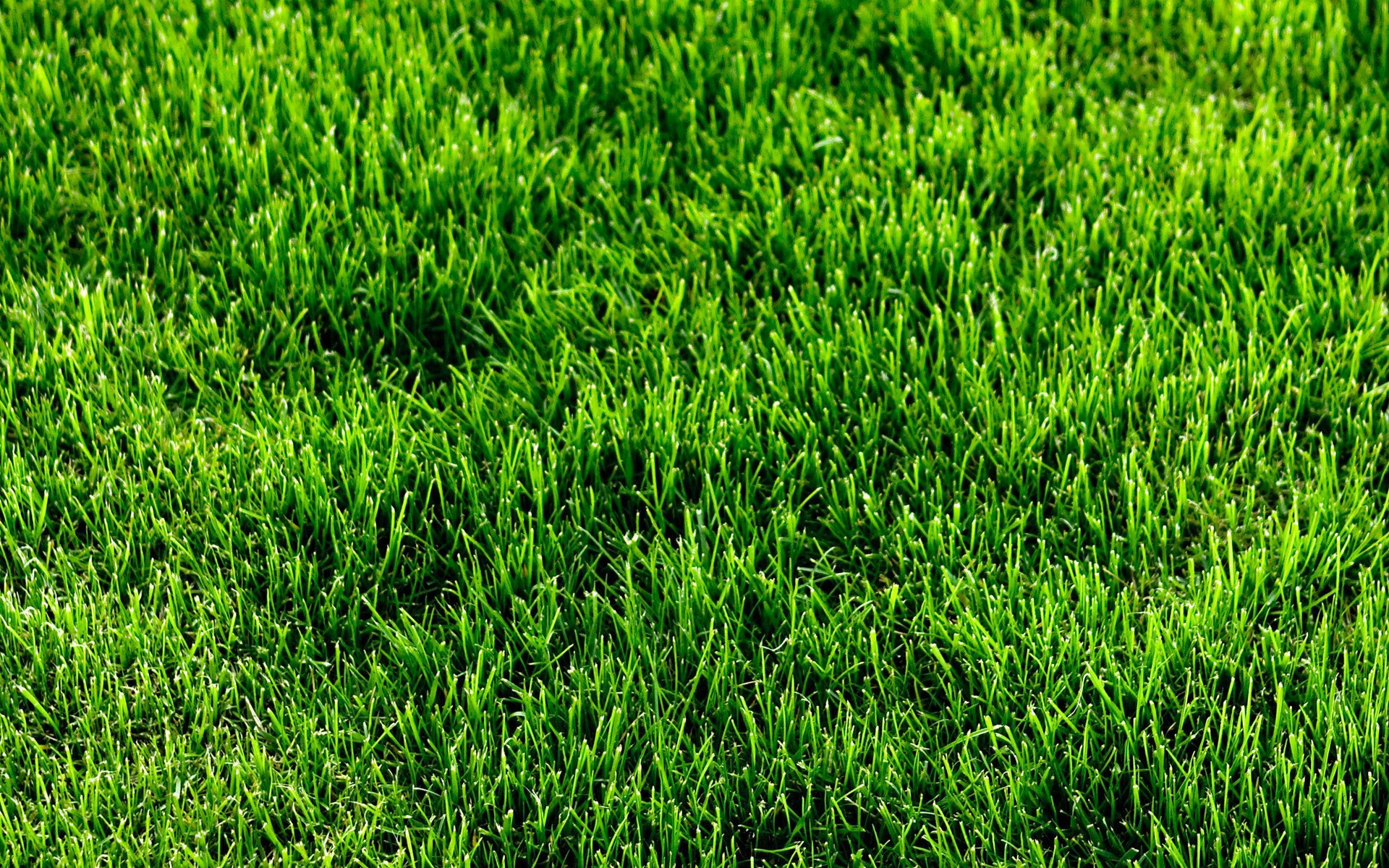 Grass Full HD Wallpaper and Background Image | 1920x1200 | ID:452383