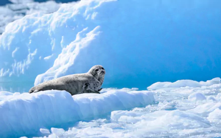 Animal seal HD Desktop Wallpaper | Background Image