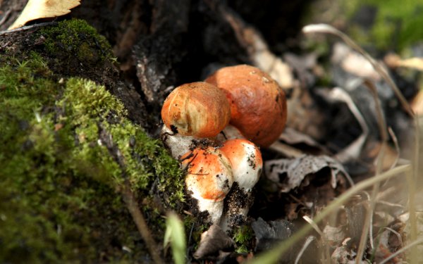 Earth Mushroom HD Wallpaper | Background Image