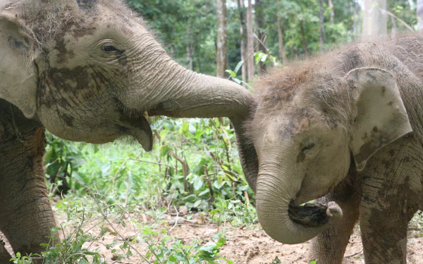 Animal Asian Elephant HD Desktop Wallpaper | Background Image