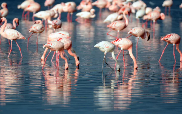 A vibrant flock of flamingos wading and feeding in shallow water, captured in stunning 4K Ultra HD for a vivid PC desktop wallpaper.