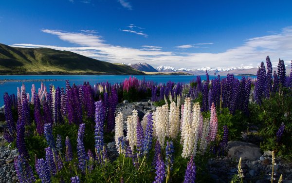 Earth Lupine HD Wallpaper | Background Image