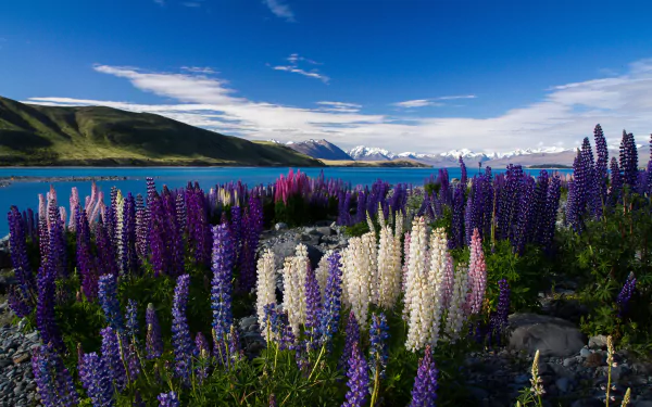 A stunning HD wallpaper featuring vibrant lupines in various shades of purple and white, set against a serene lake and mountains under a clear blue sky.