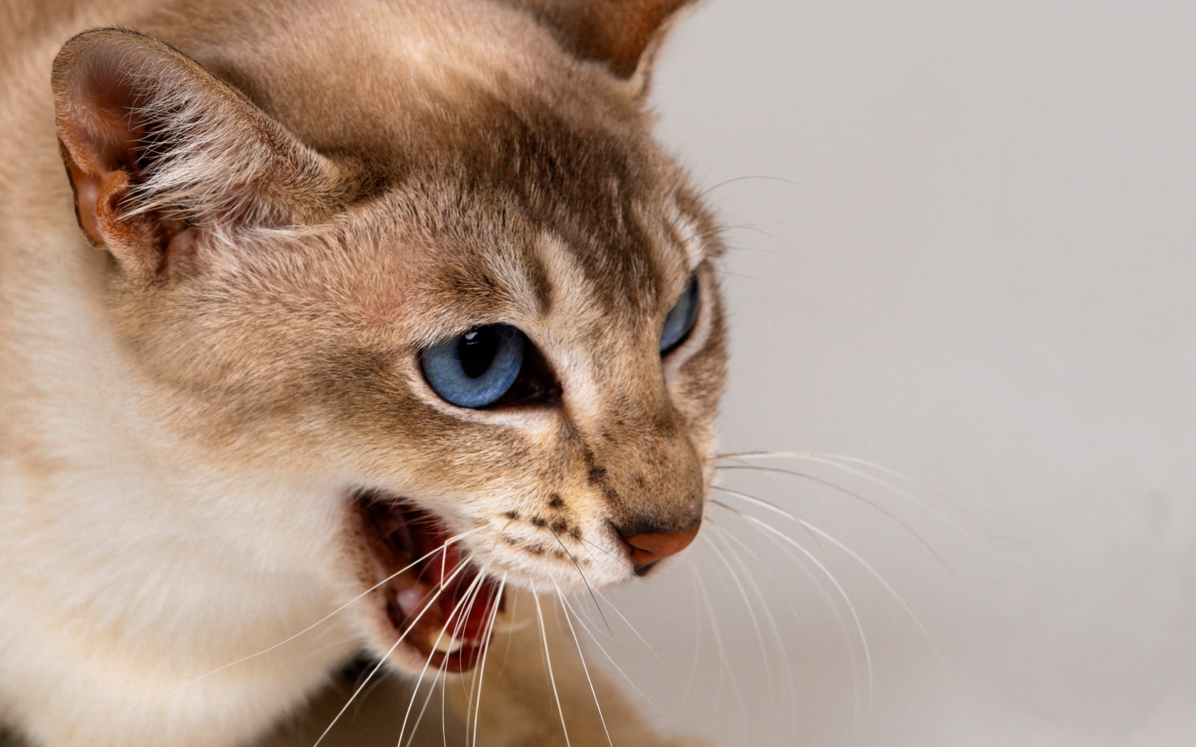 annoyed-cat-free-stock-photo-public-domain-pictures