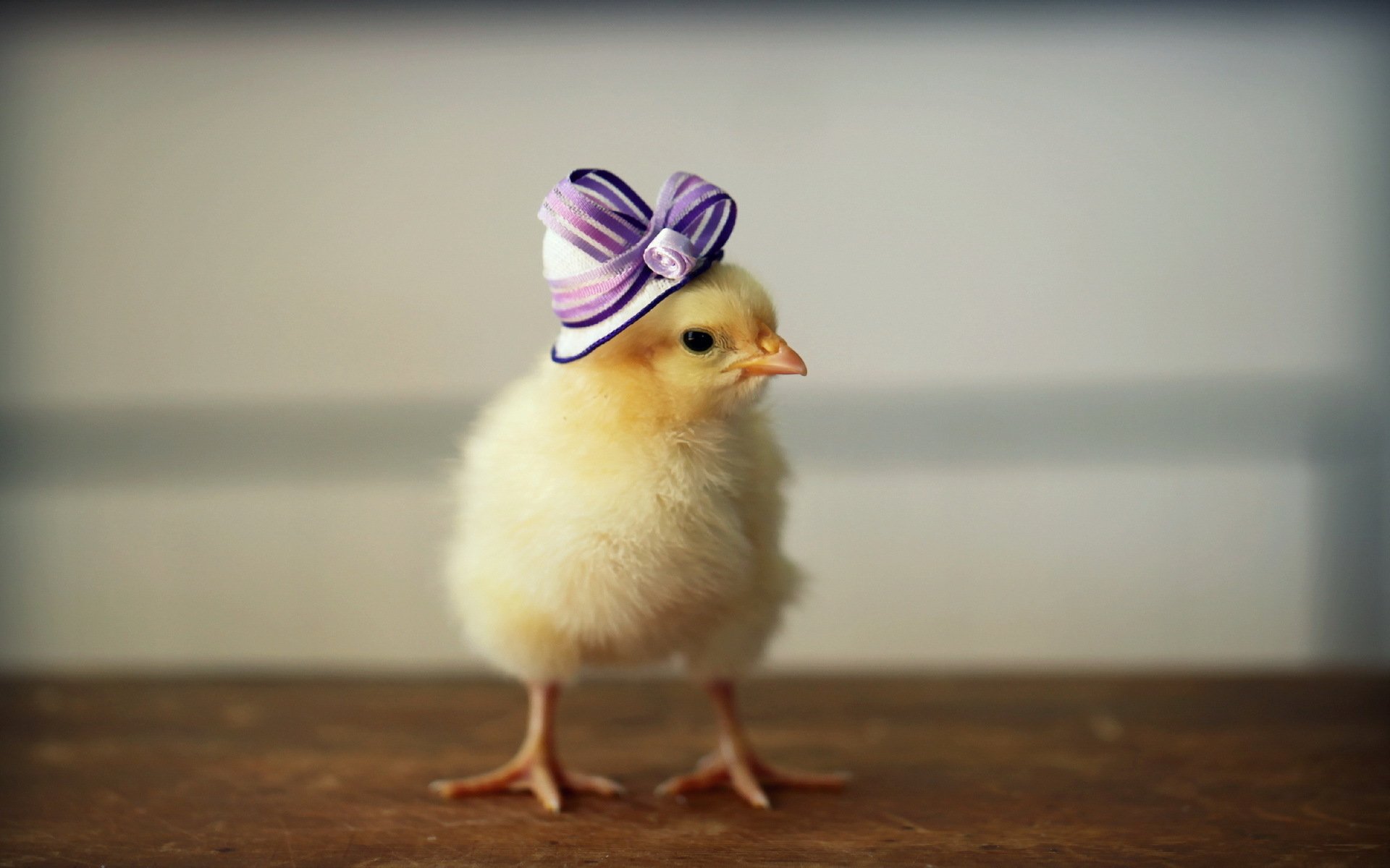 HD desktop wallpaper of a cute yellow chick wearing a small purple and white striped hat, standing on a wooden surface against a softly blurred background.