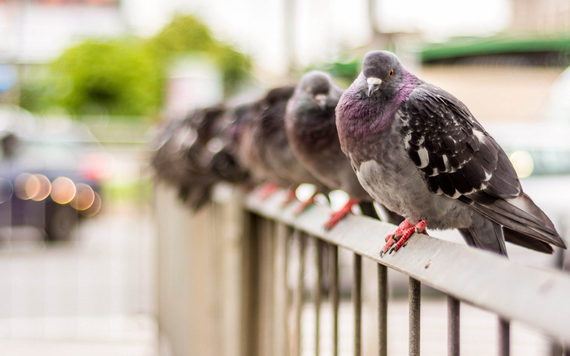 HD desktop wallpaper featuring a close-up of a pigeon perched on a railing with several other pigeons blurred in the background.