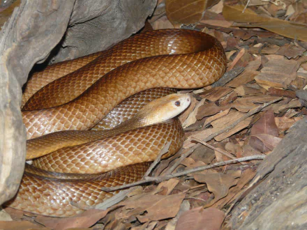 HD desktop wallpaper featuring a close-up of a taipan snake coiled on dry leaves, showcasing its textured scales and natural earthy tones.