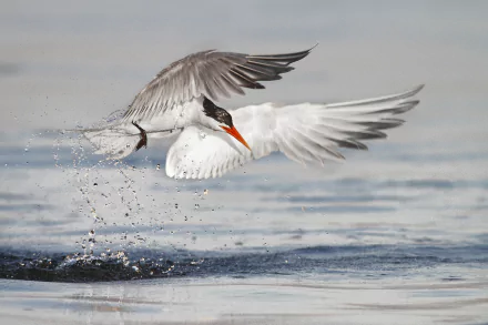 Animal Arctic Tern HD Desktop Wallpaper | Background Image