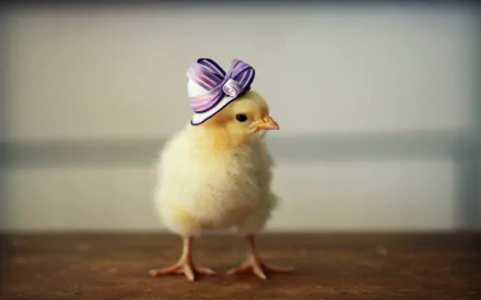 Animal cute HD Desktop Wallpaper | Background Image